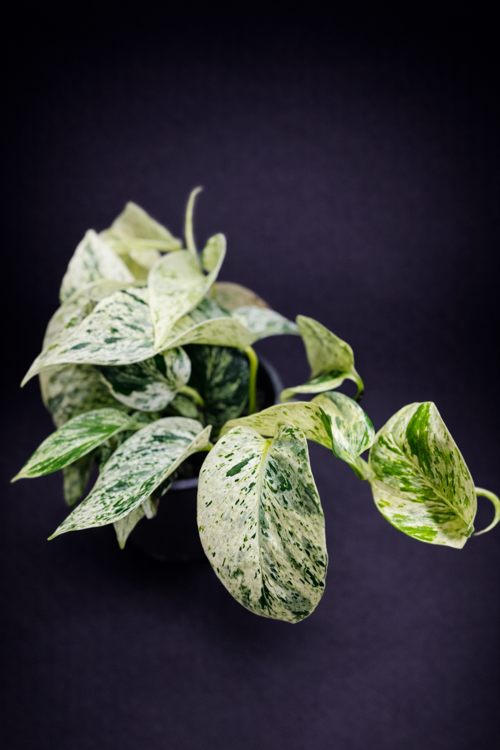 Epipremnum Marble Queen