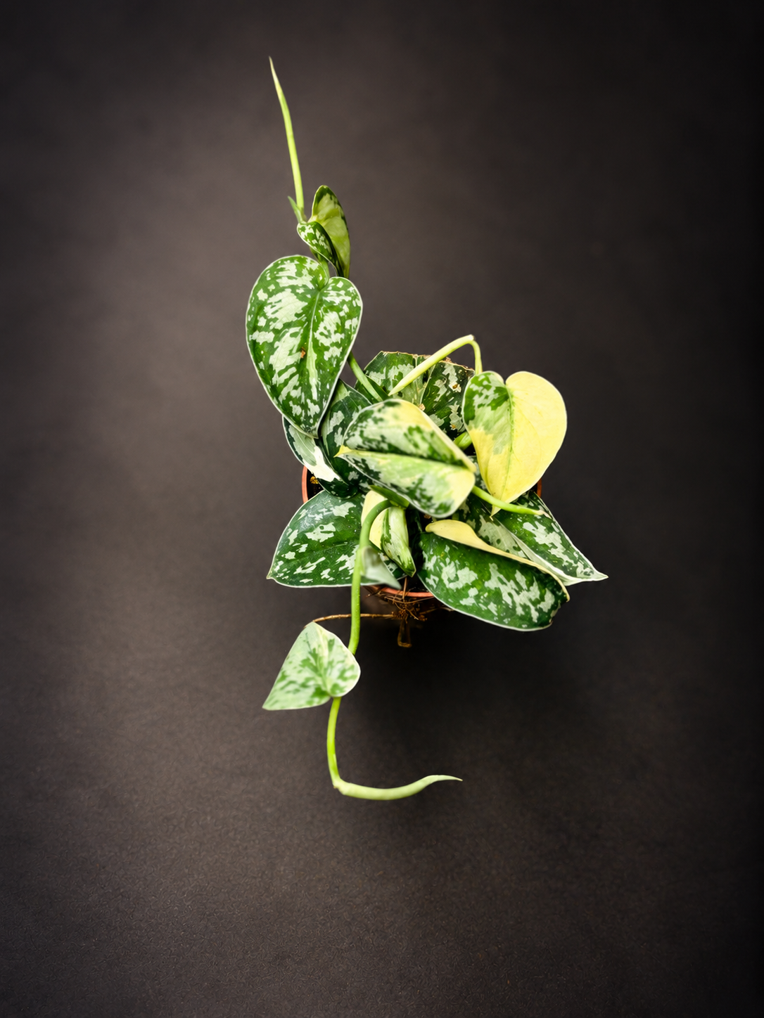 Scindapsus Mayari Variegata - 1