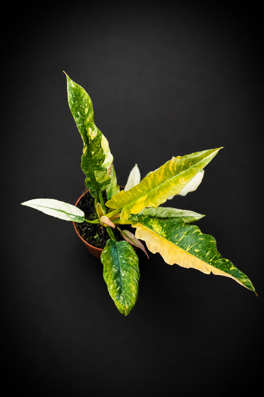 Philodendron Ring of Fire