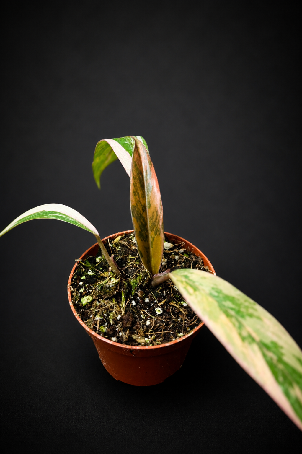 Philodendron Caramel Marble - 2