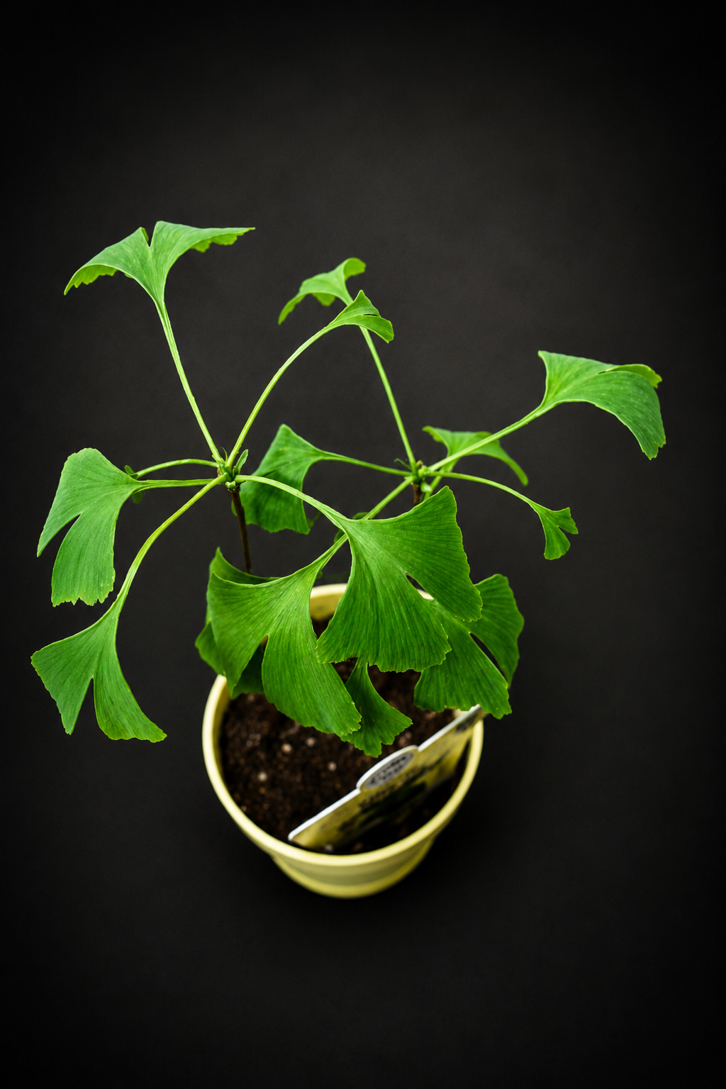 Ginkgo Biloba