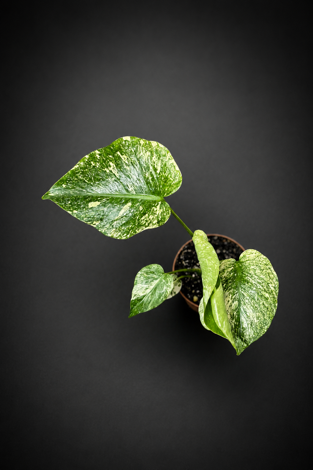 Monstera Mint - 4