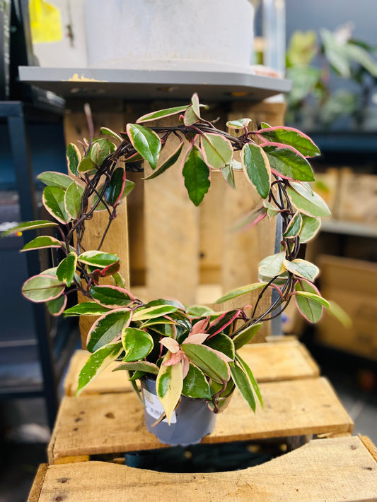 Hoya Carnosa Purple Pride