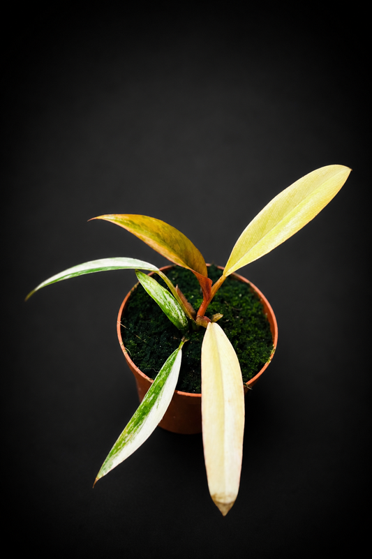 Philodendron Caramel Marble - 3