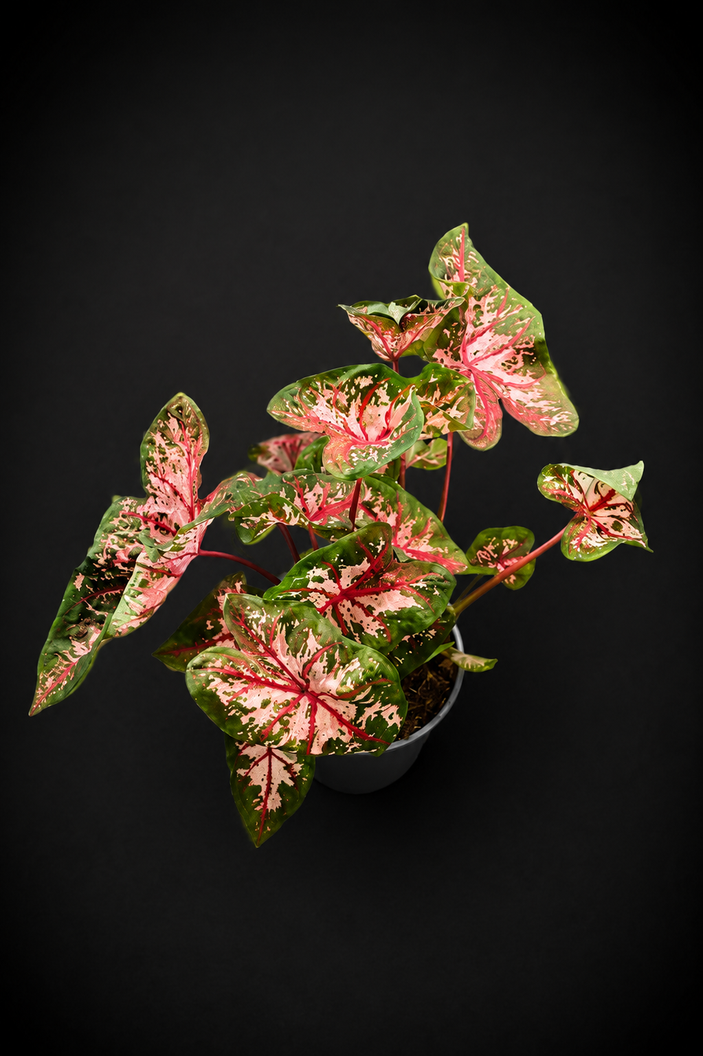Caladium Carolyn Whorton