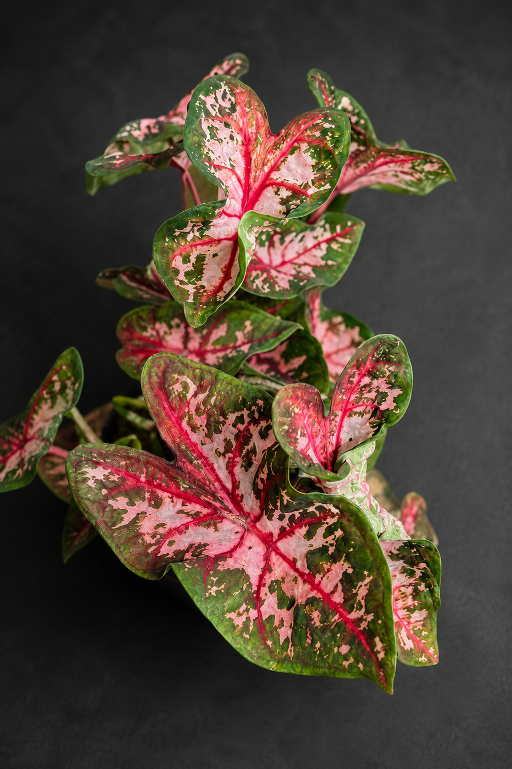 Caladium Carolyn Whorton