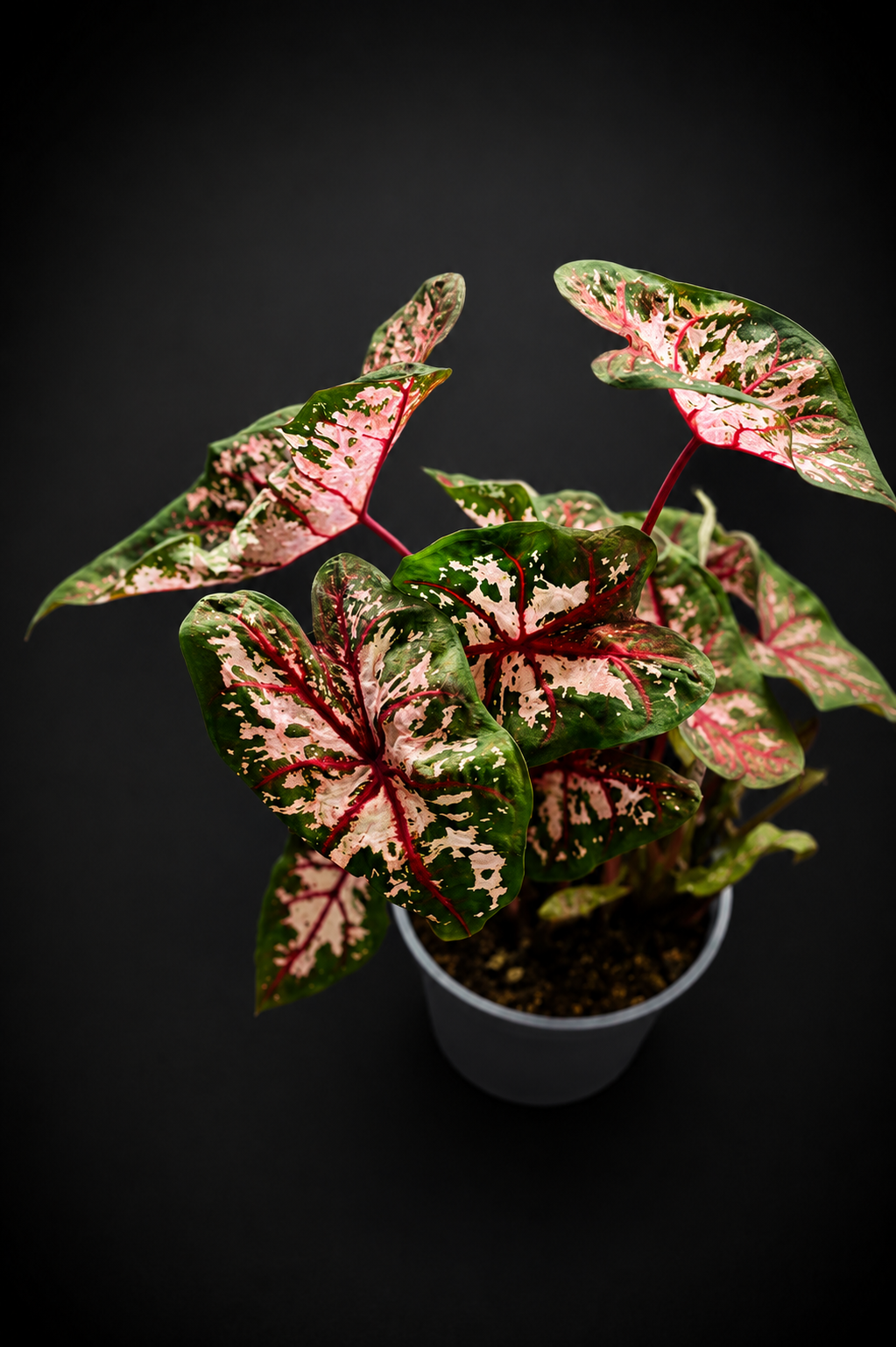 Caladium Carolyn Whorton