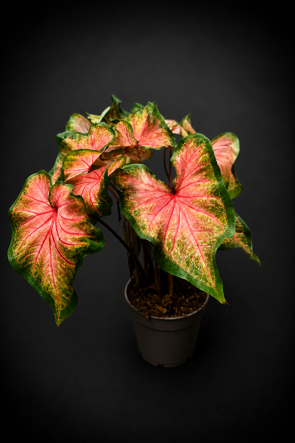 Caladium Chinook