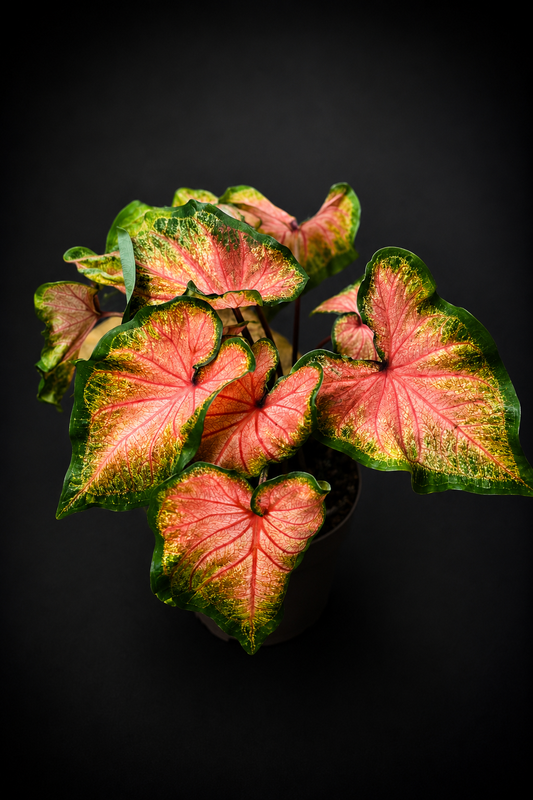 Caladium Chinook