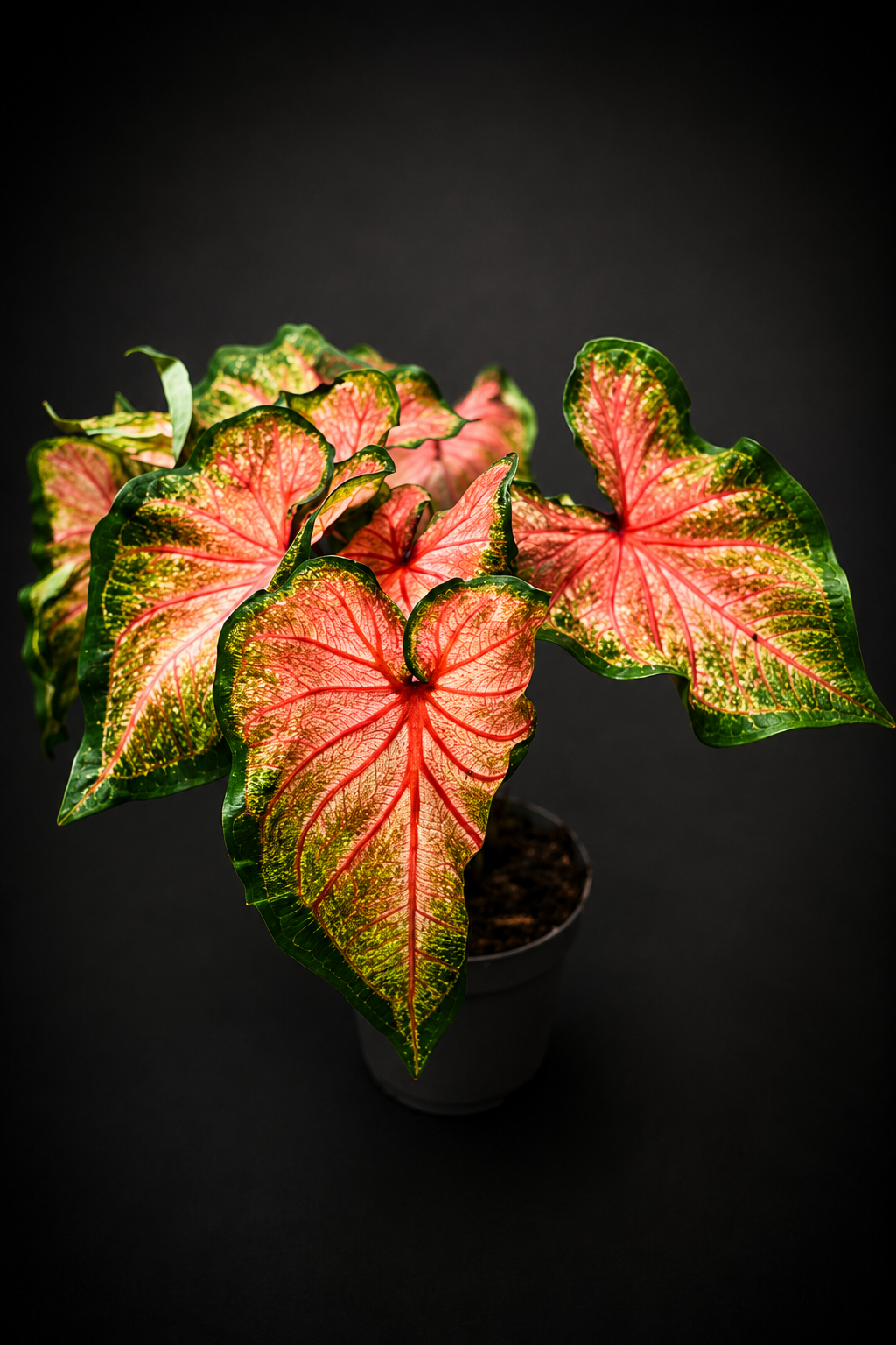 Caladium Chinook