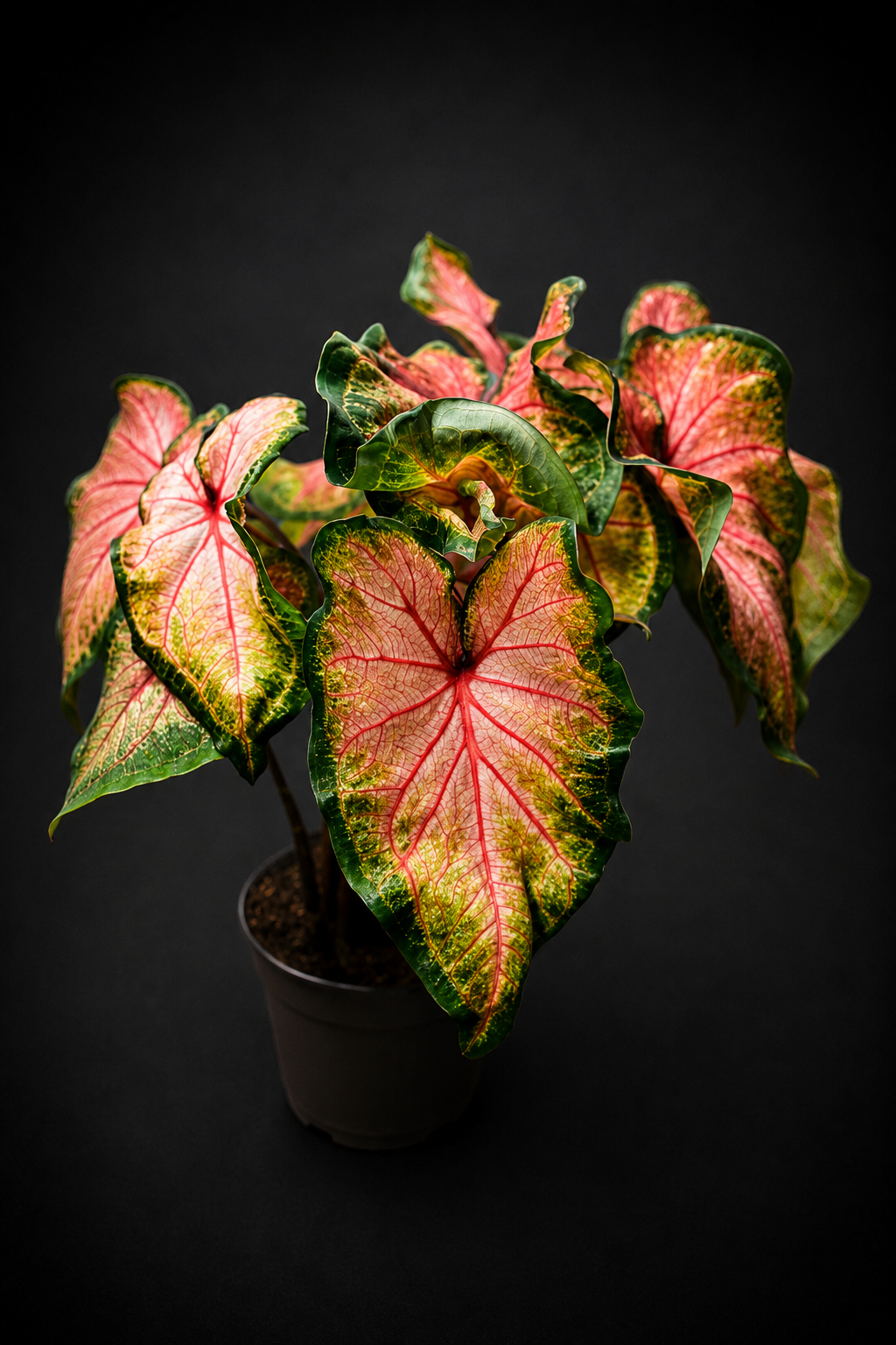 Caladium Chinook