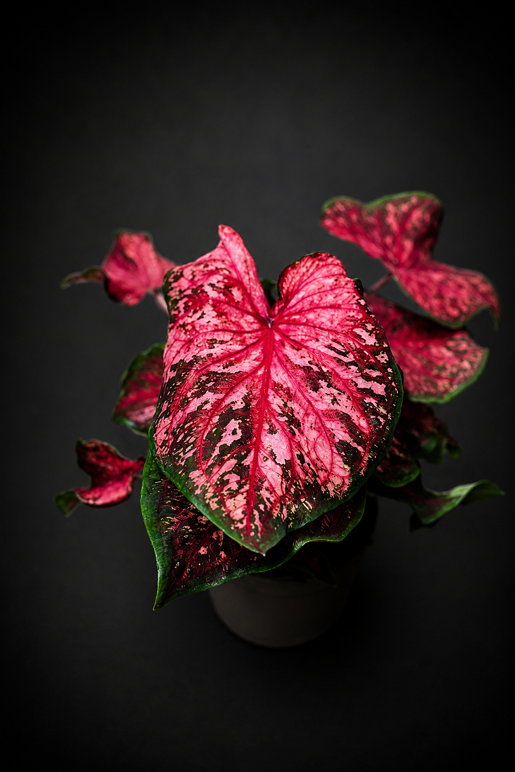 Caladium Scarlet Flame