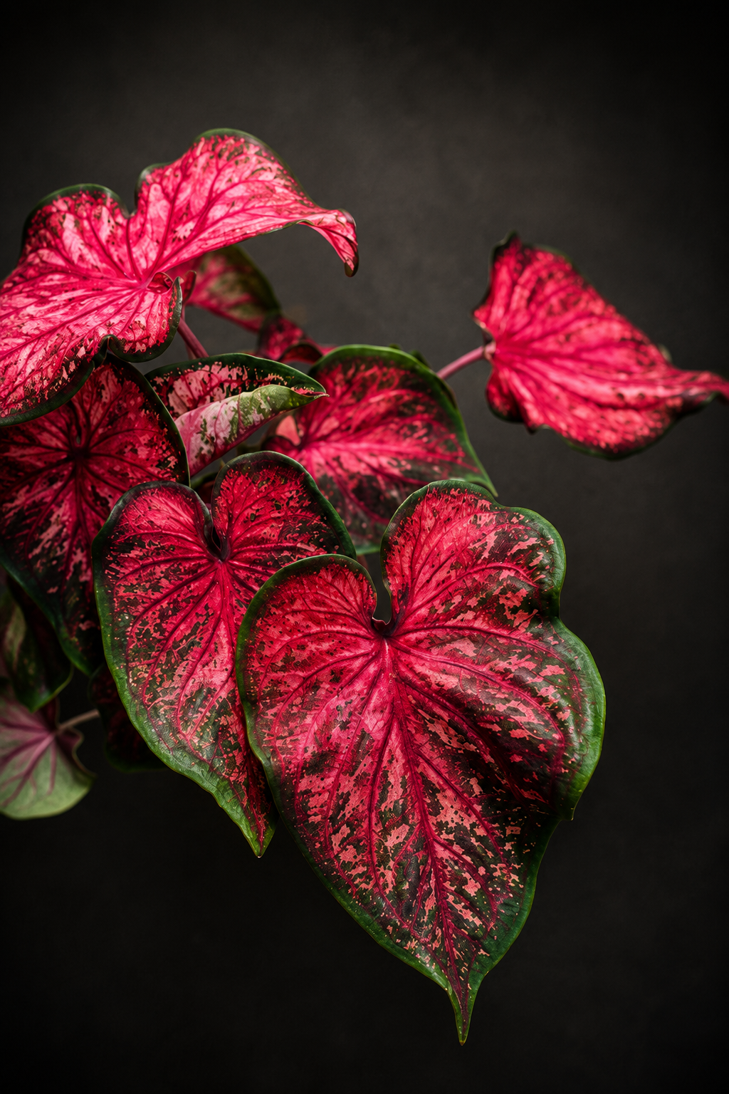 Caladium Scarlet Flame