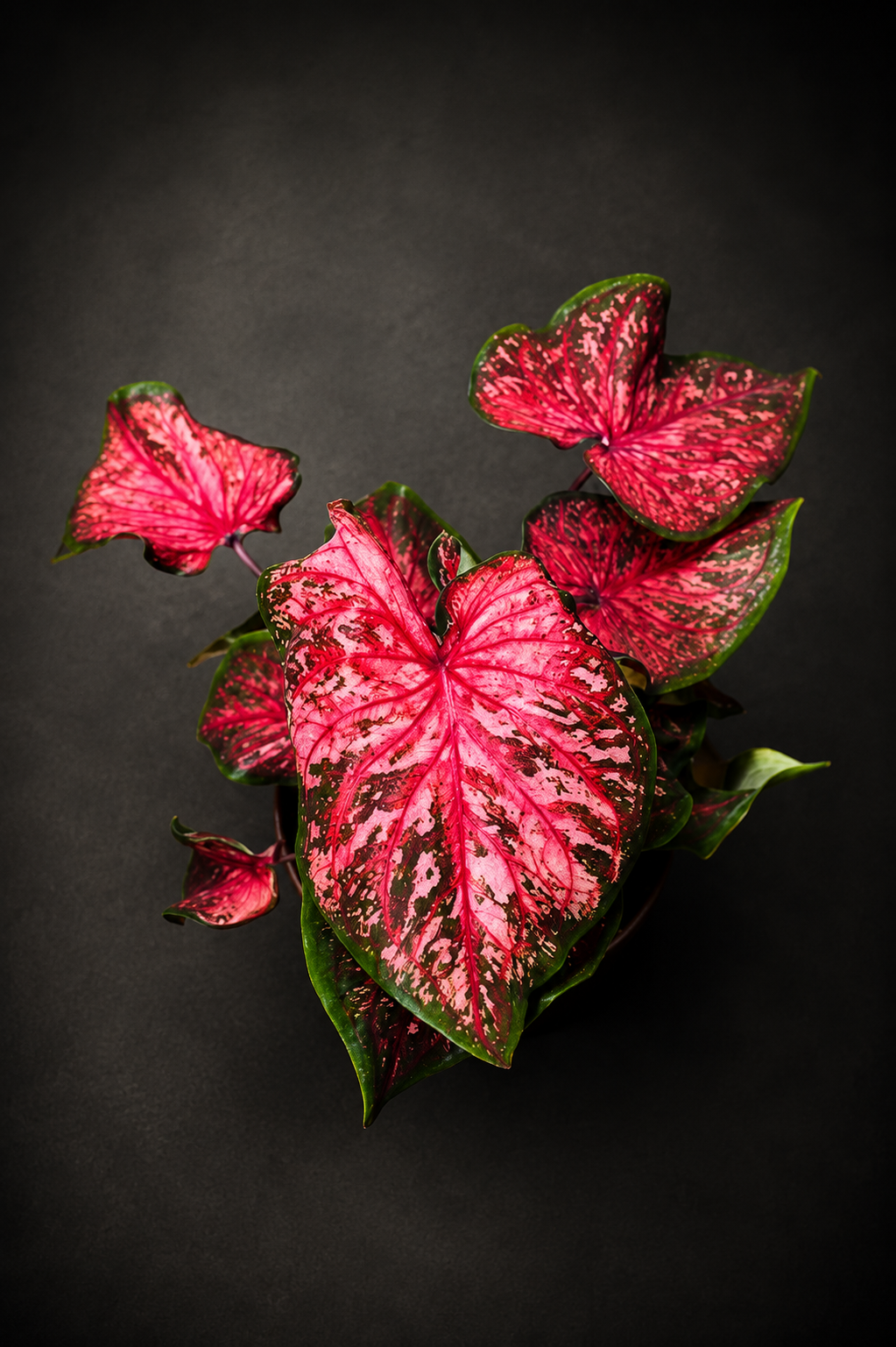 Caladium Scarlet Flame
