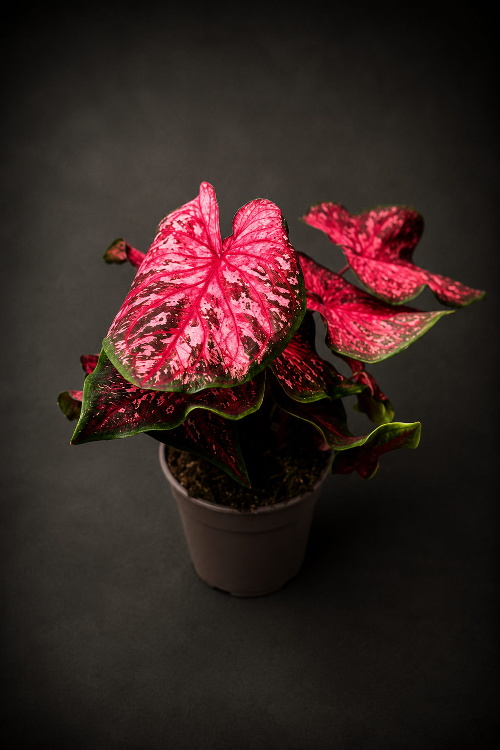 Caladium Scarlet Flame