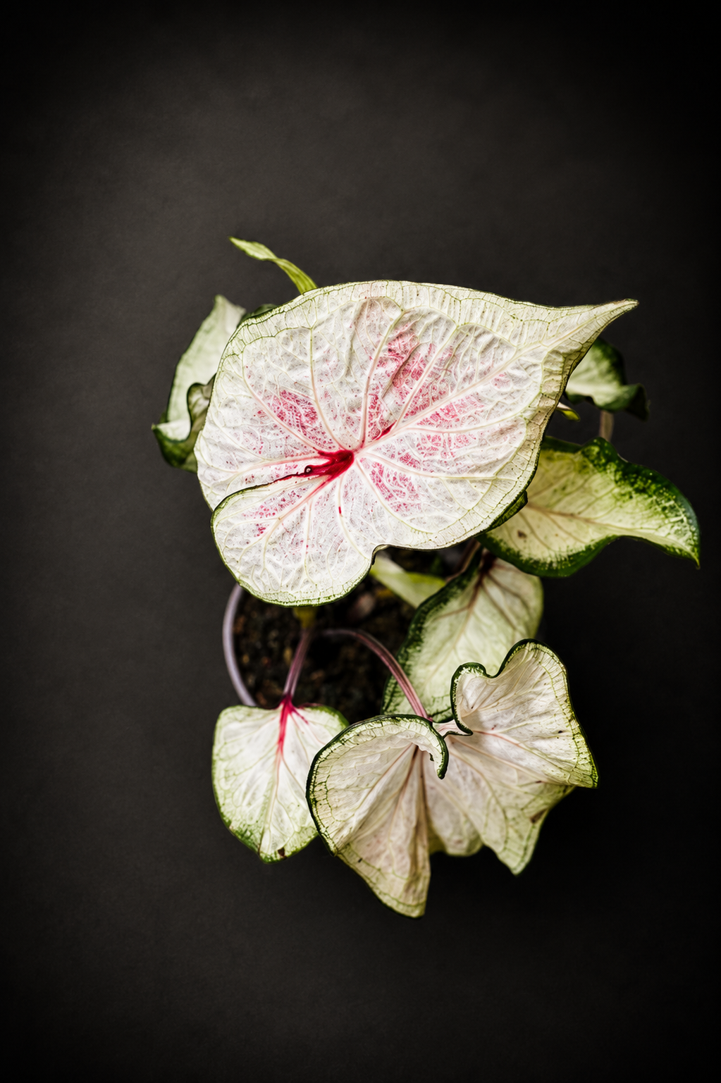 Caladium White Wonder