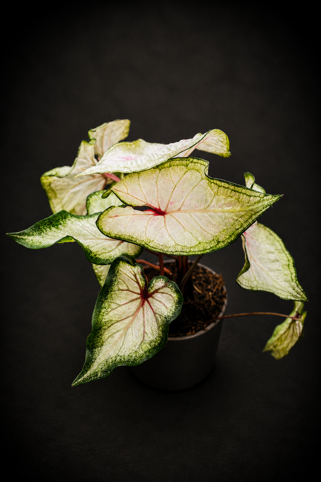 Caladium White Wonder