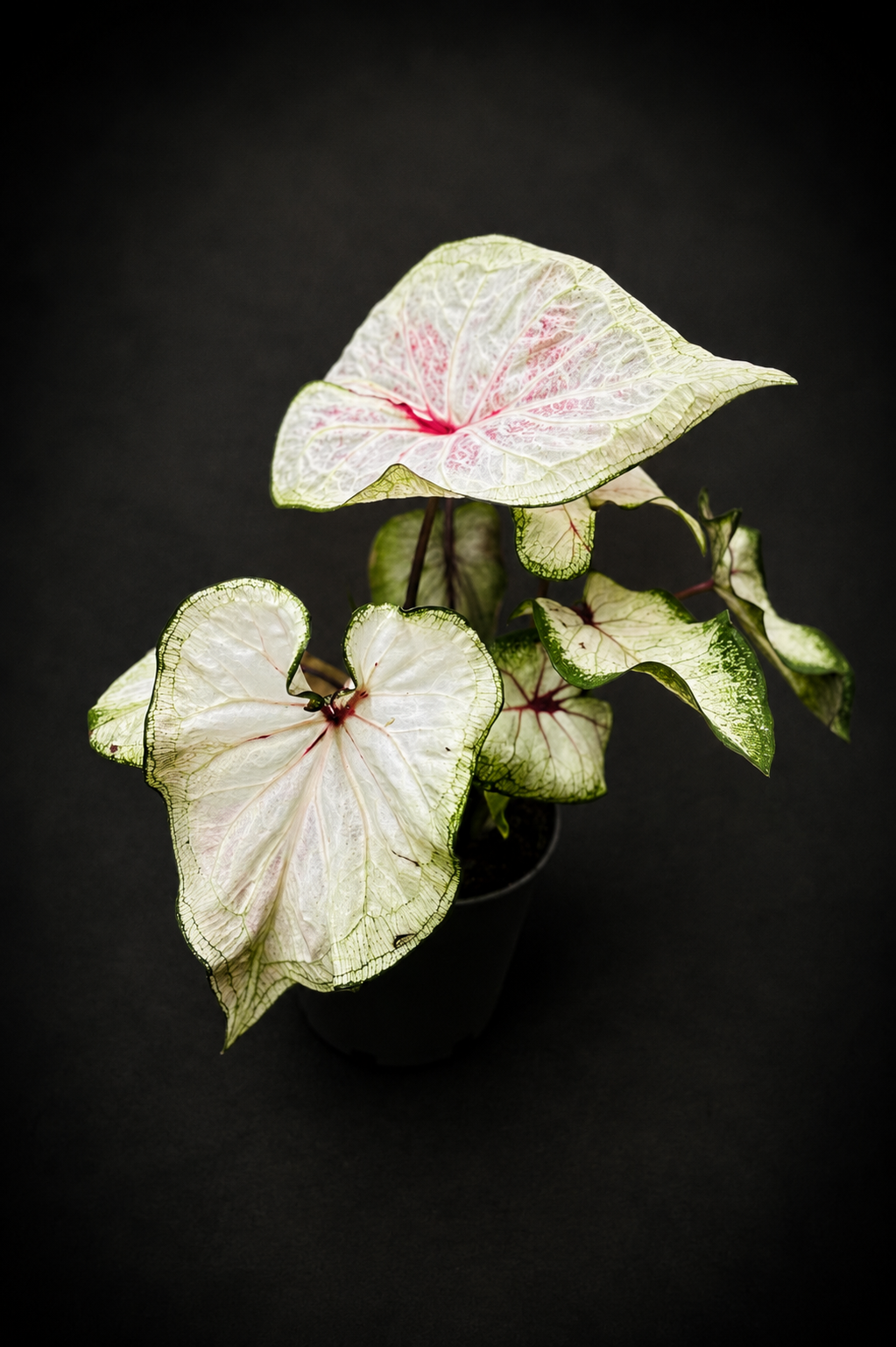 Caladium White Wonder