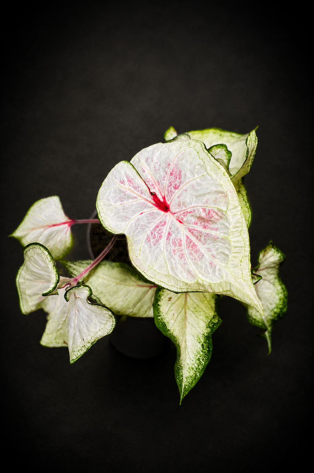 Caladium White Wonder
