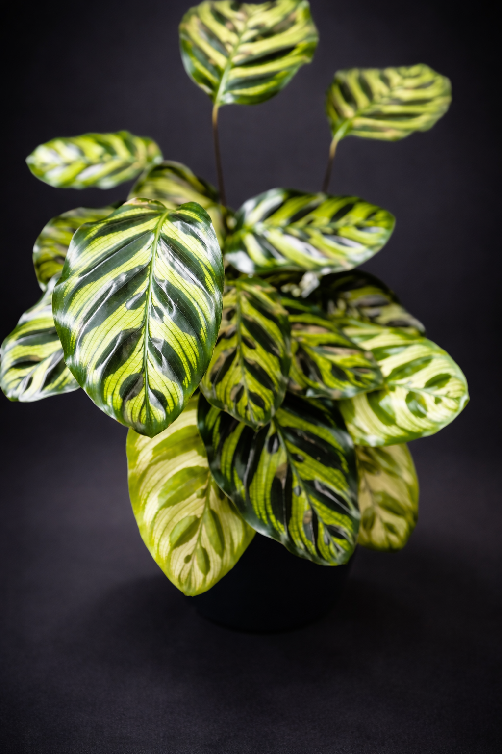 Calathea Makoyana