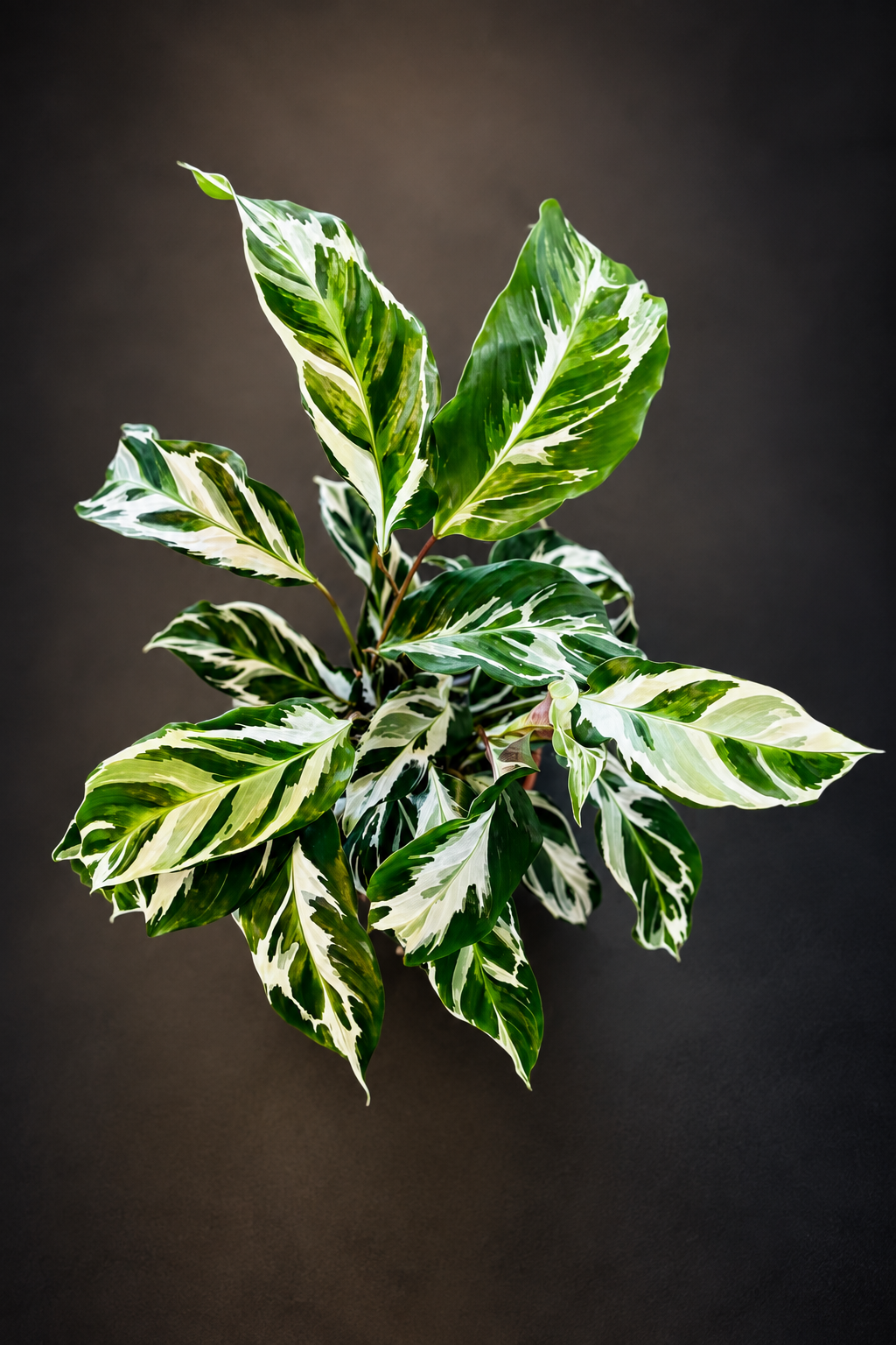 Calathea Stella