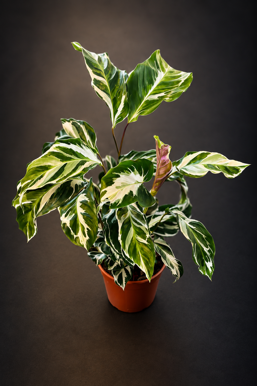 Calathea Stella