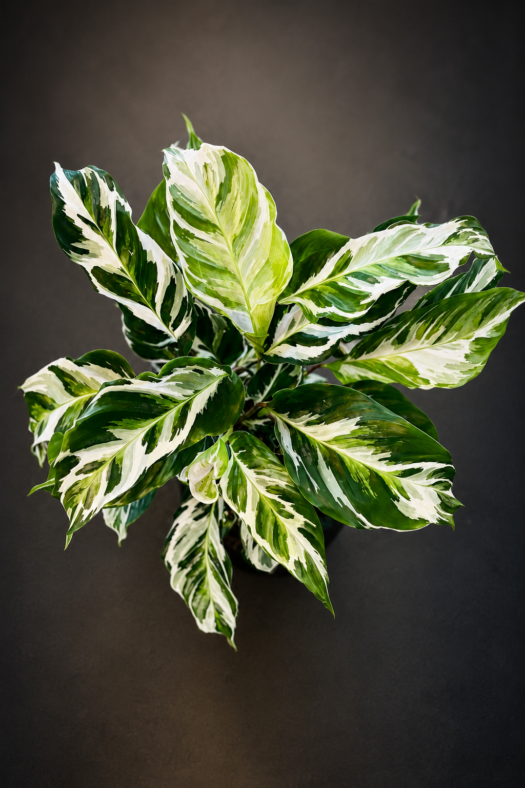 Calathea Stella