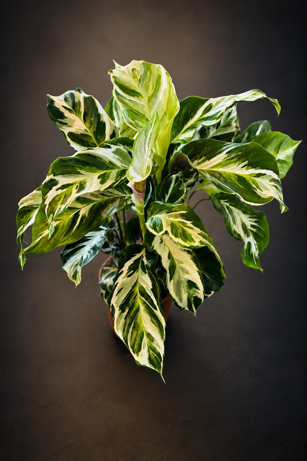Calathea Stella