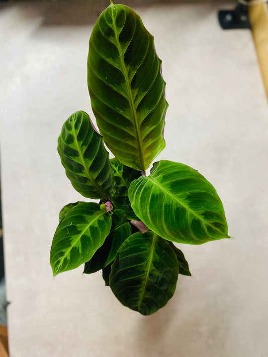 Calathea Warscewiczii Jungle Velvet