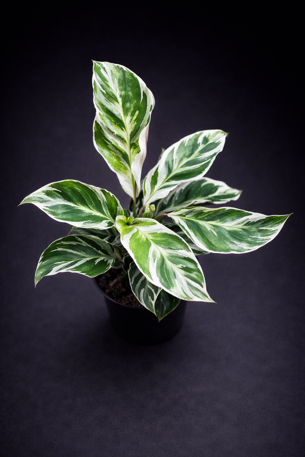 Calathea White Fusion