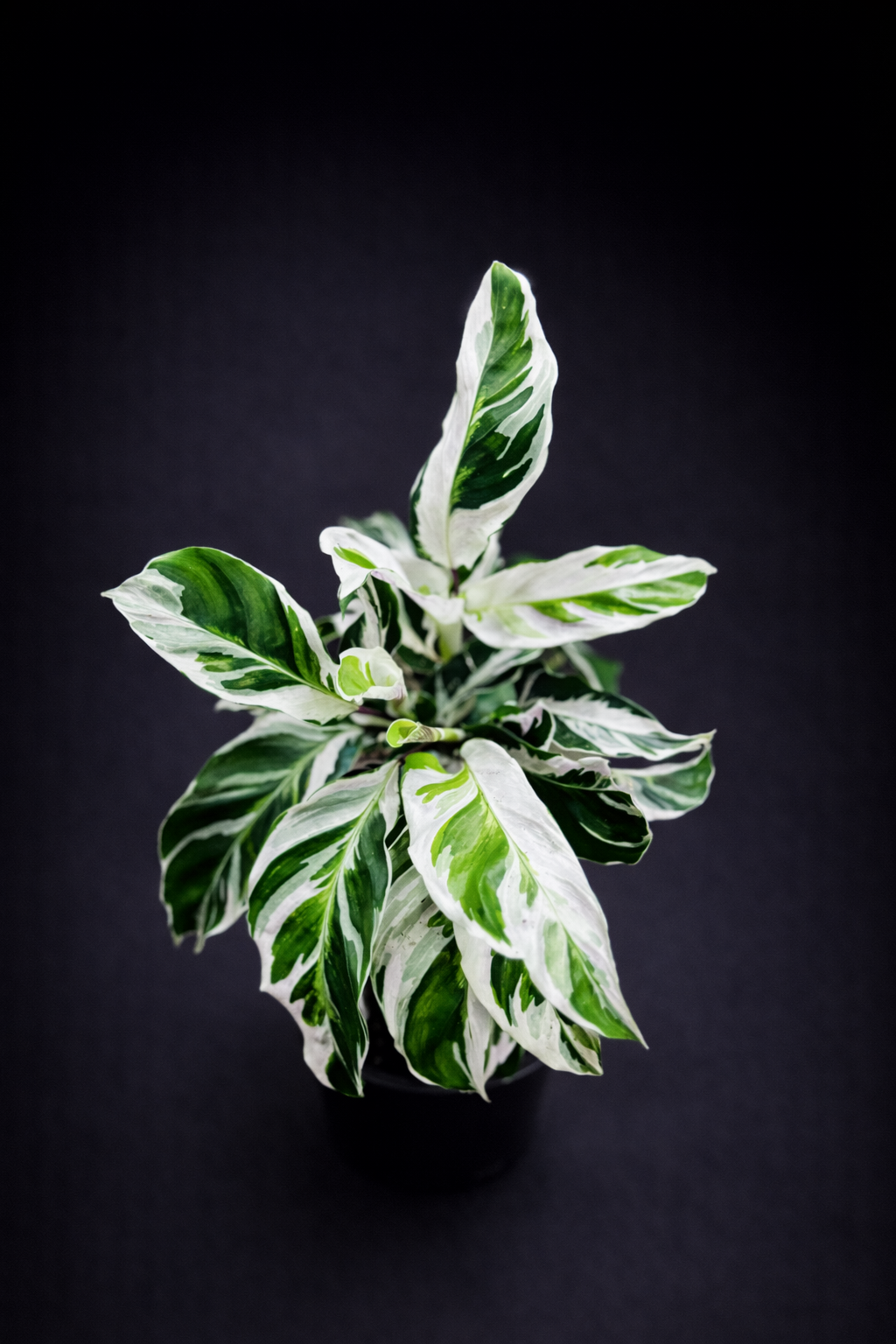 Calathea White Fusion