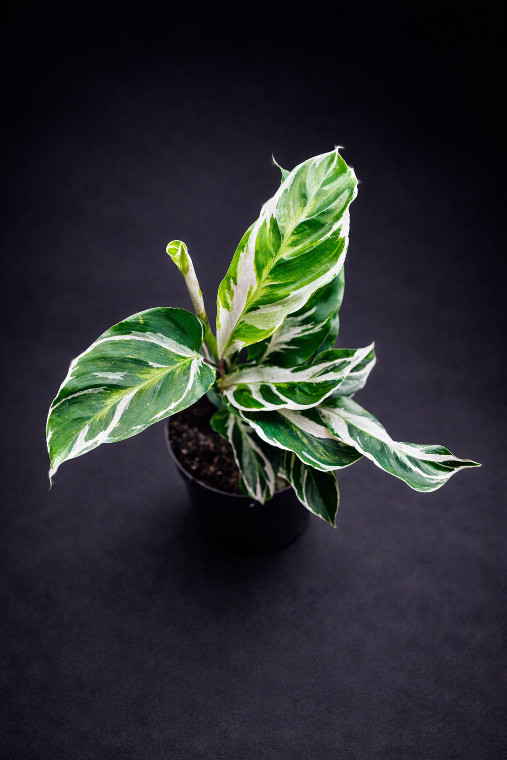 Calathea White Fusion