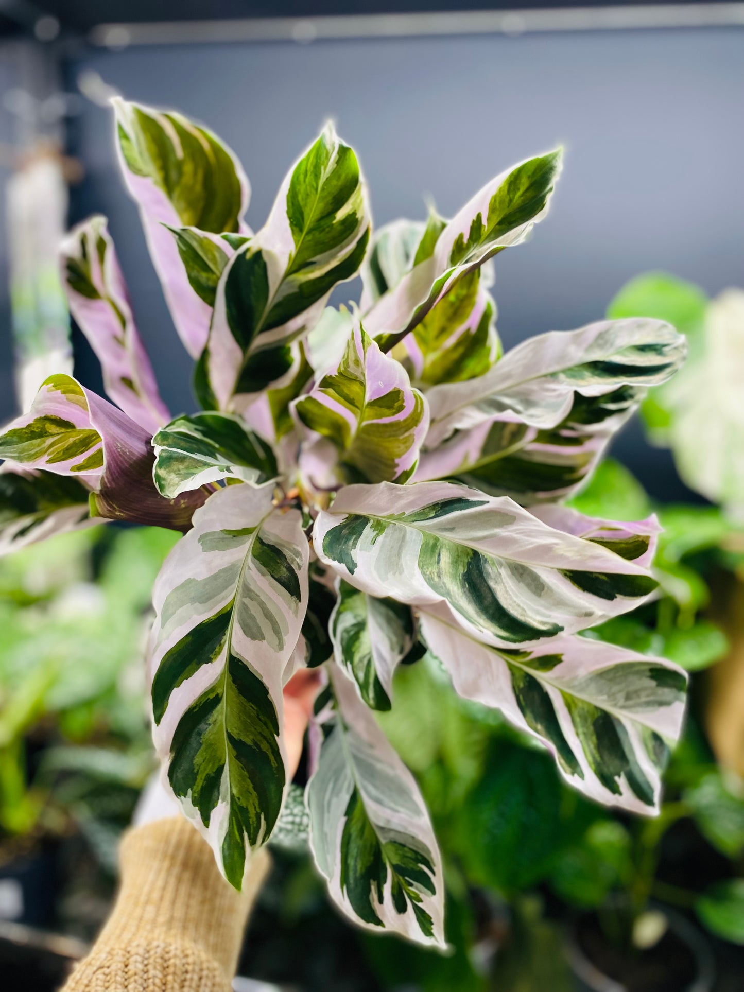 Calathea White Fusion