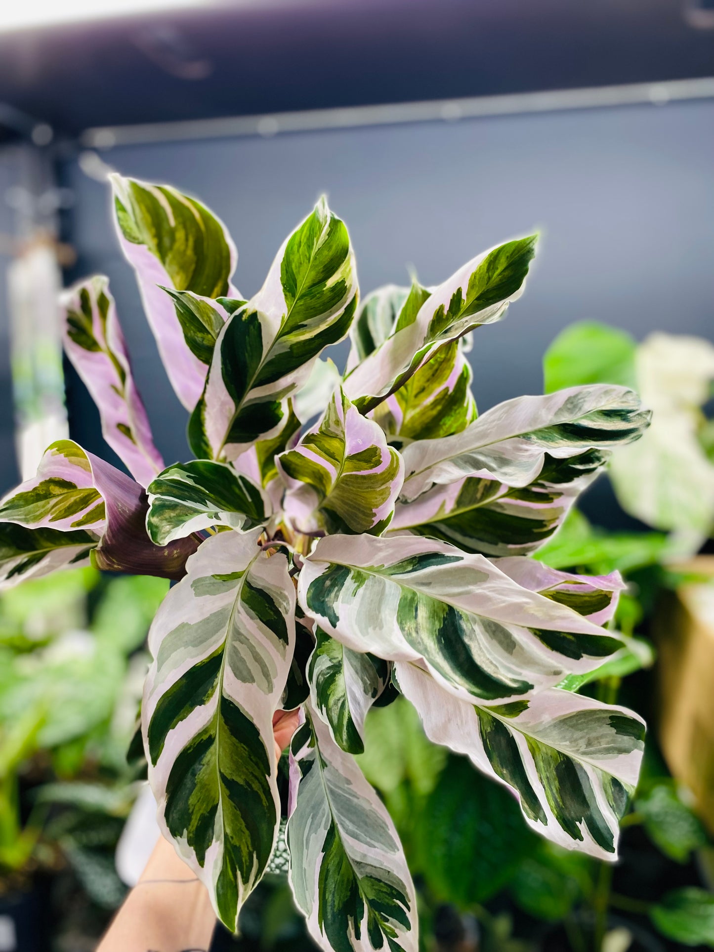 Calathea White Fusion