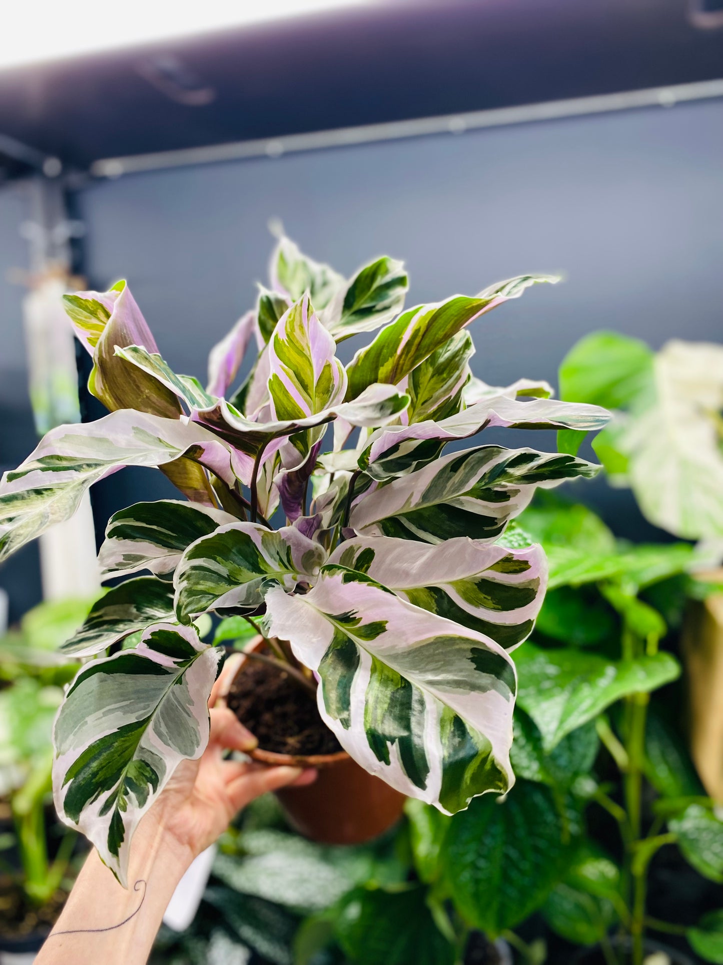 Calathea White Fusion