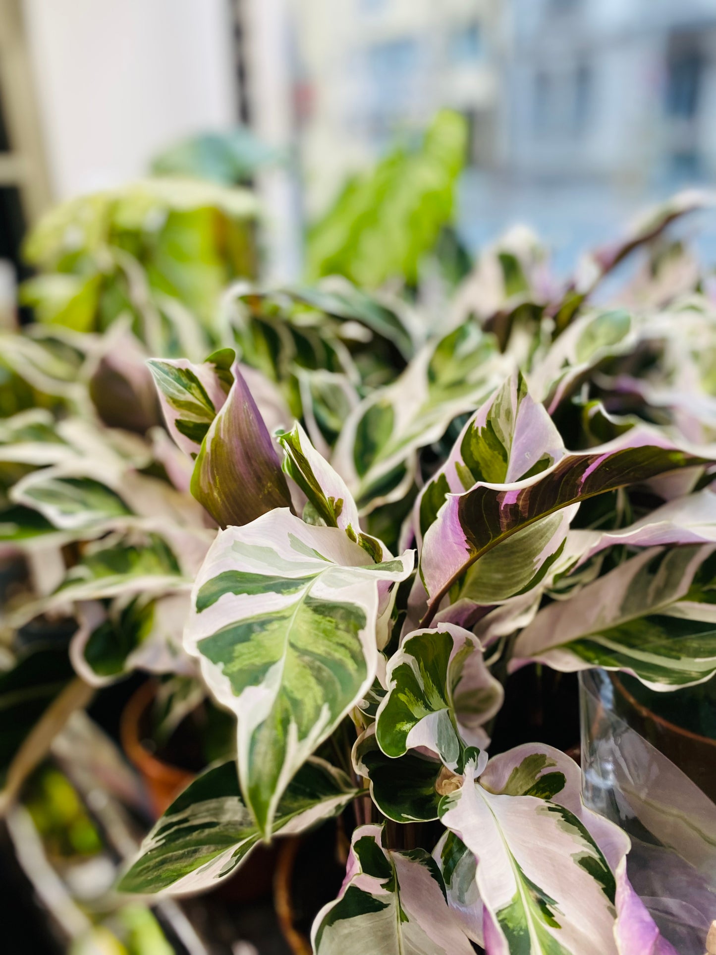 Calathea White Fusion