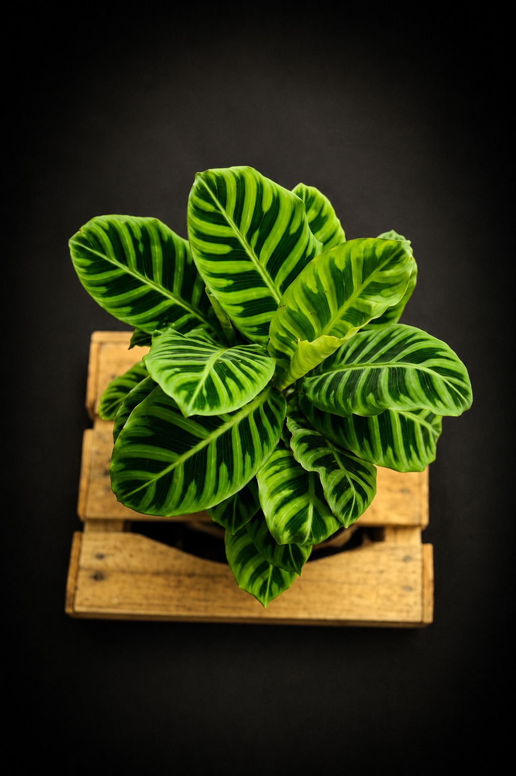 Calathea Zebrina