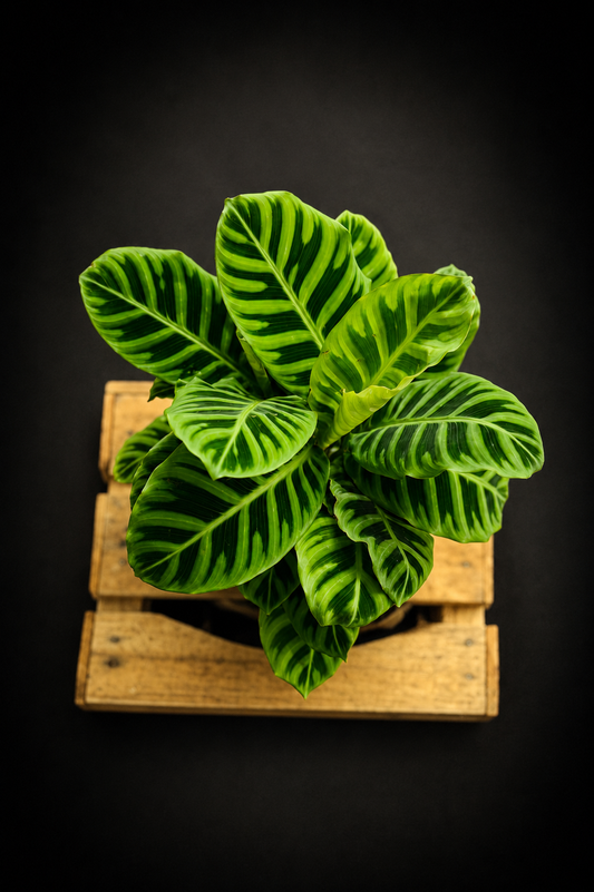 Calathea Zebrina