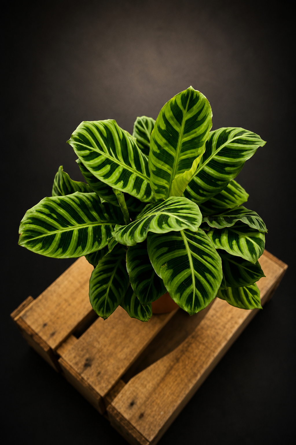 Calathea Zebrina