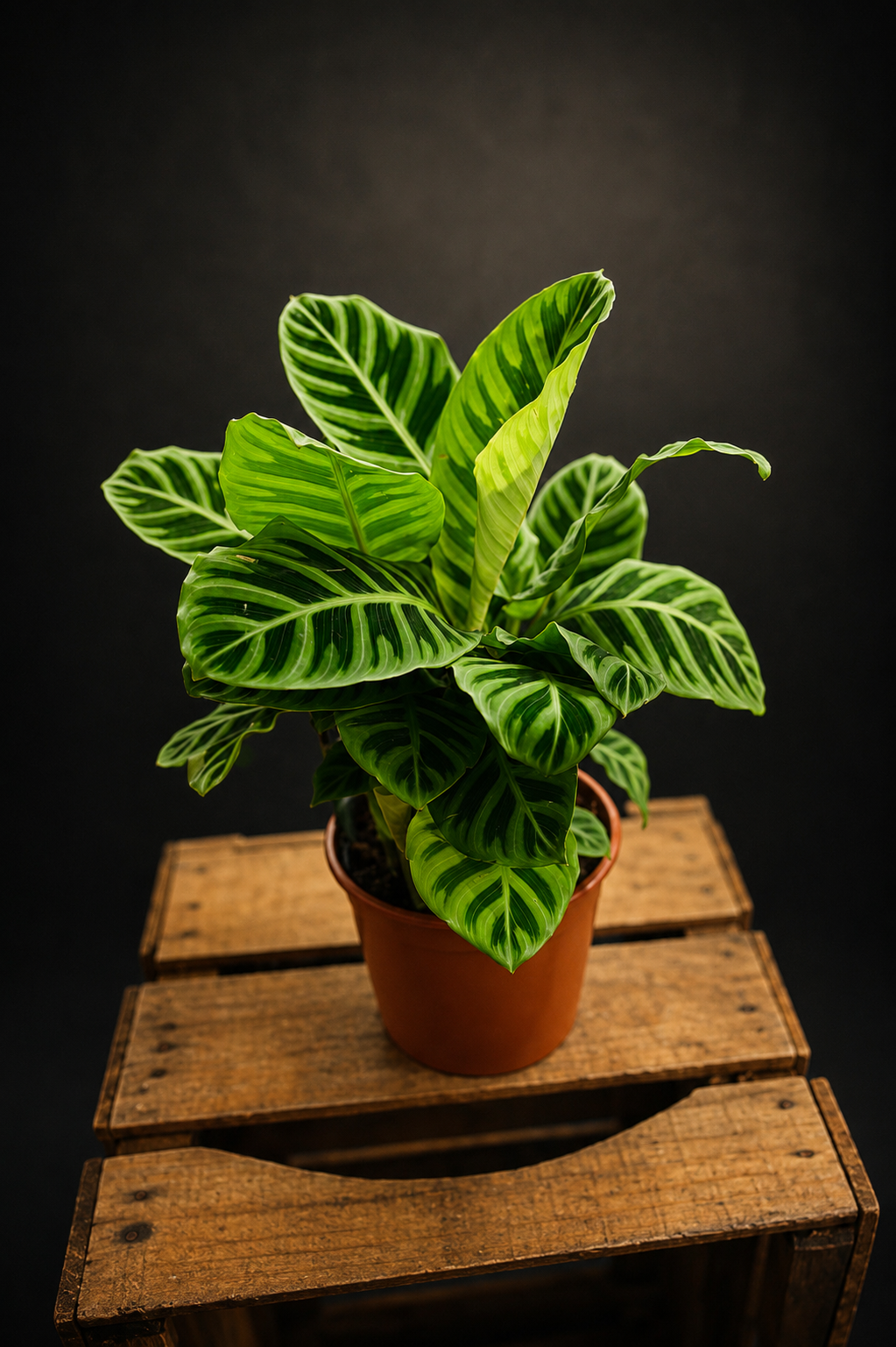 Calathea Zebrina