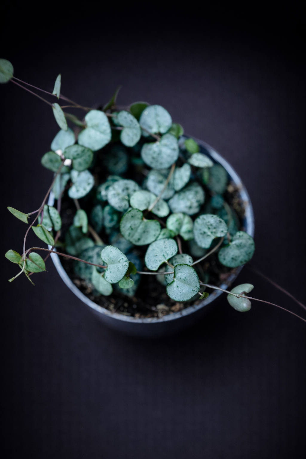 Ceropegia Woodii "Silver Glory"