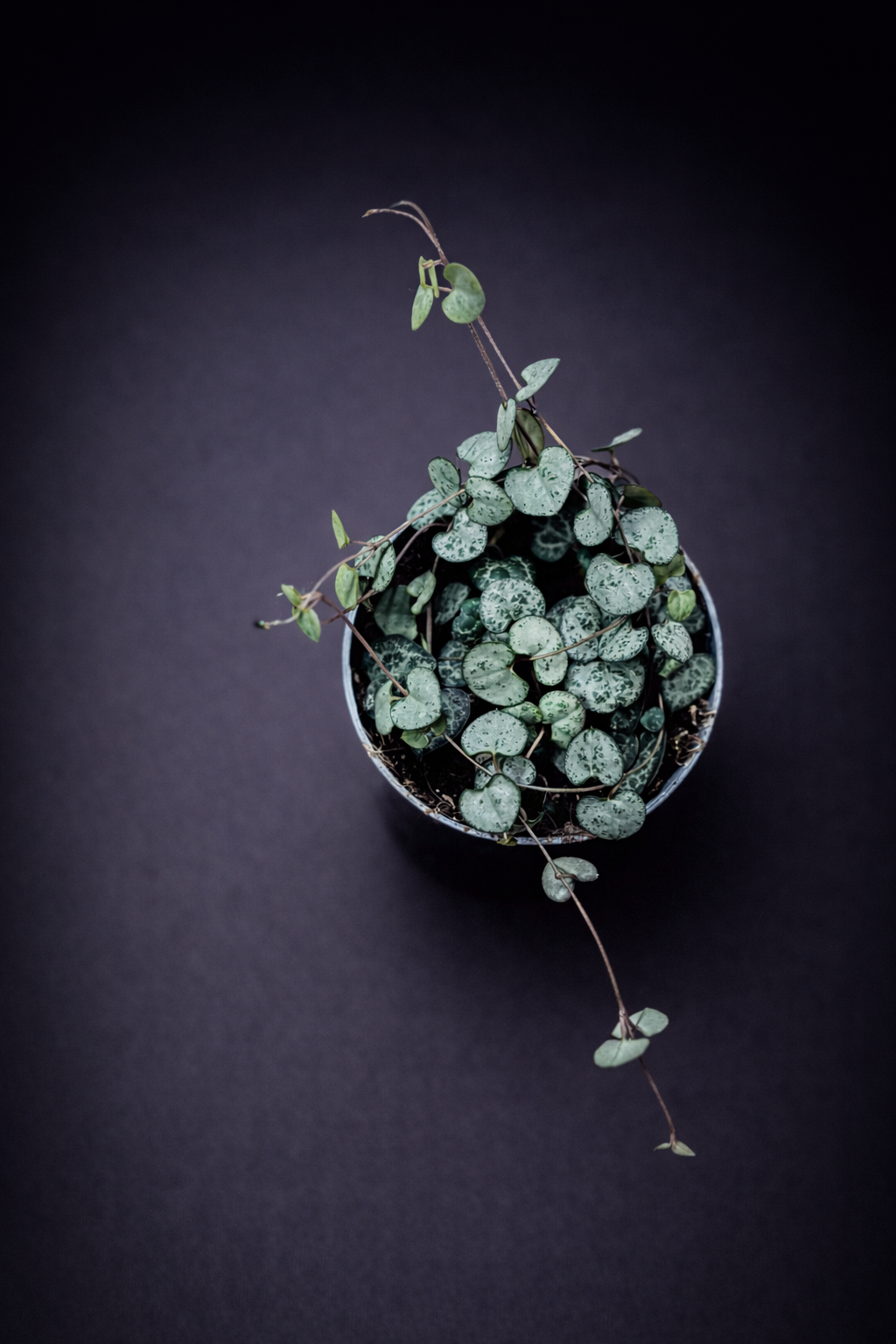 Ceropegia Woodii "Silver Glory"