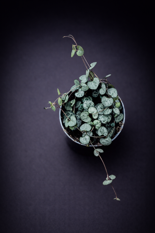 Ceropegia Woodii "Silver Glory"