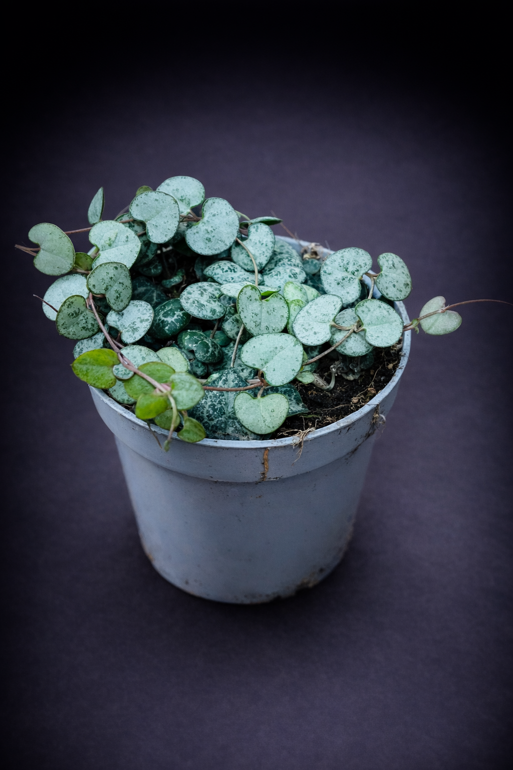 Ceropegia Woodii "Silver Glory"