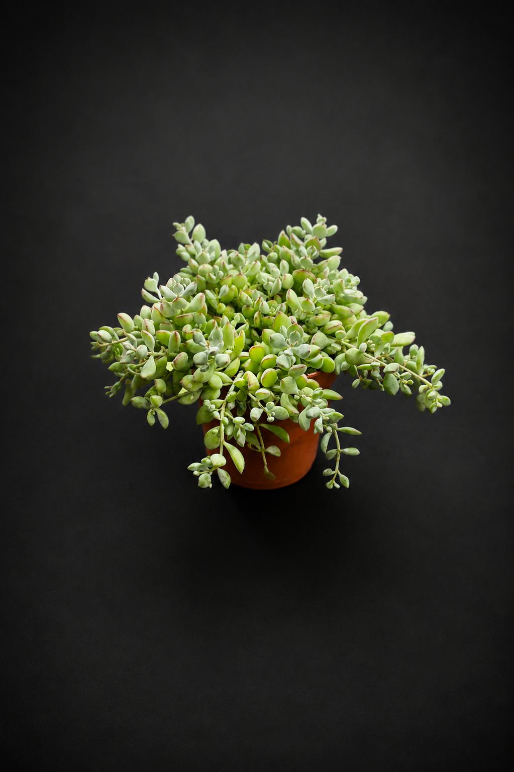 Cotyledon Pendens