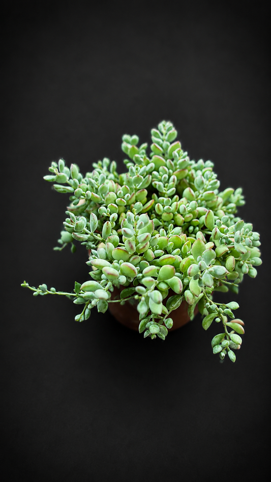 Cotyledon Pendens