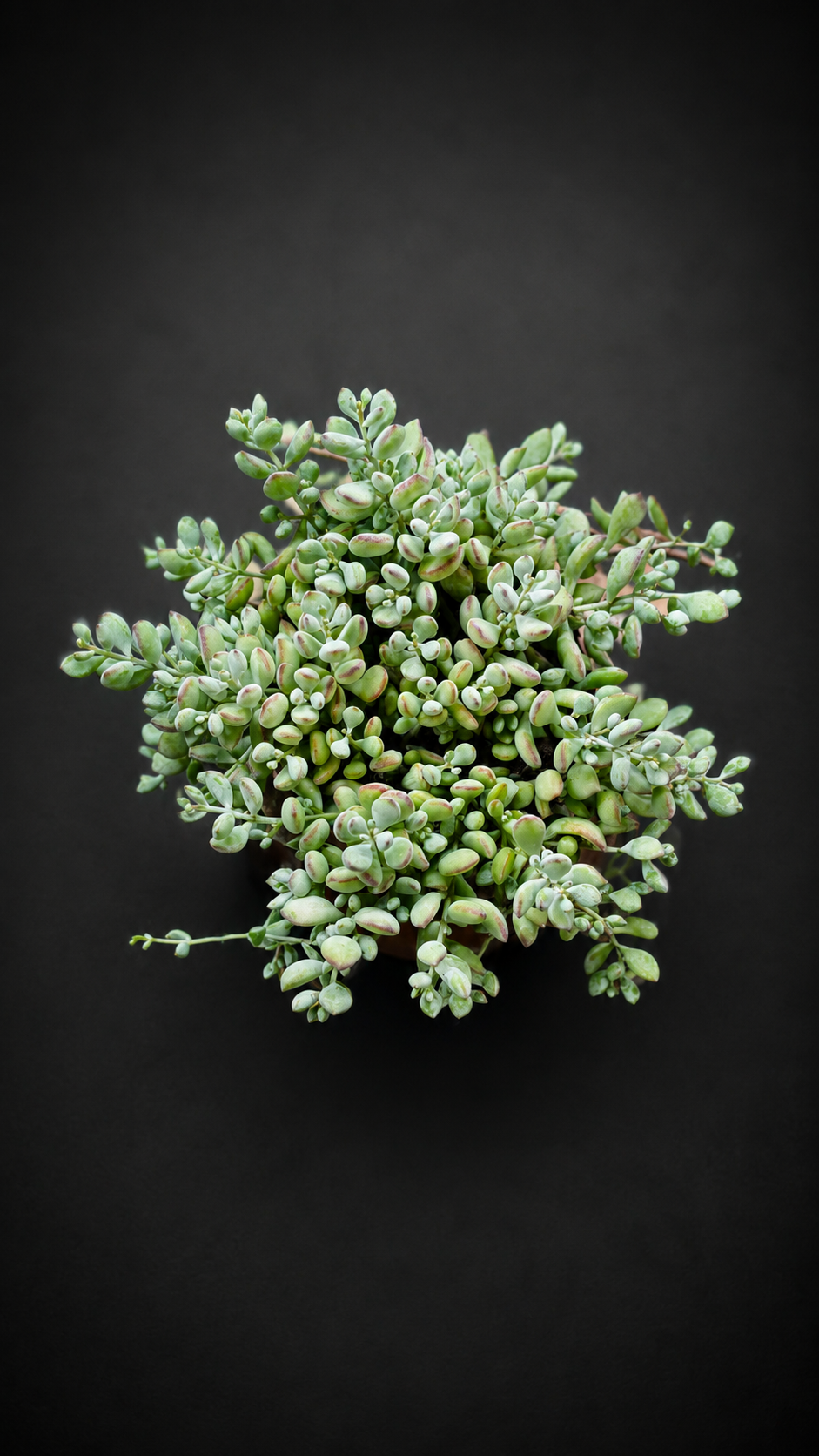 Cotyledon Pendens