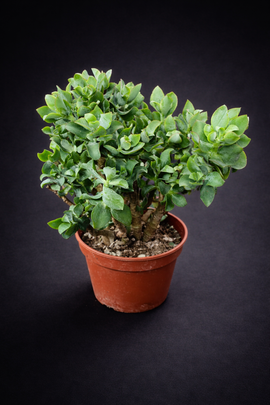 Crassula Arbrescens Undulatiefolia