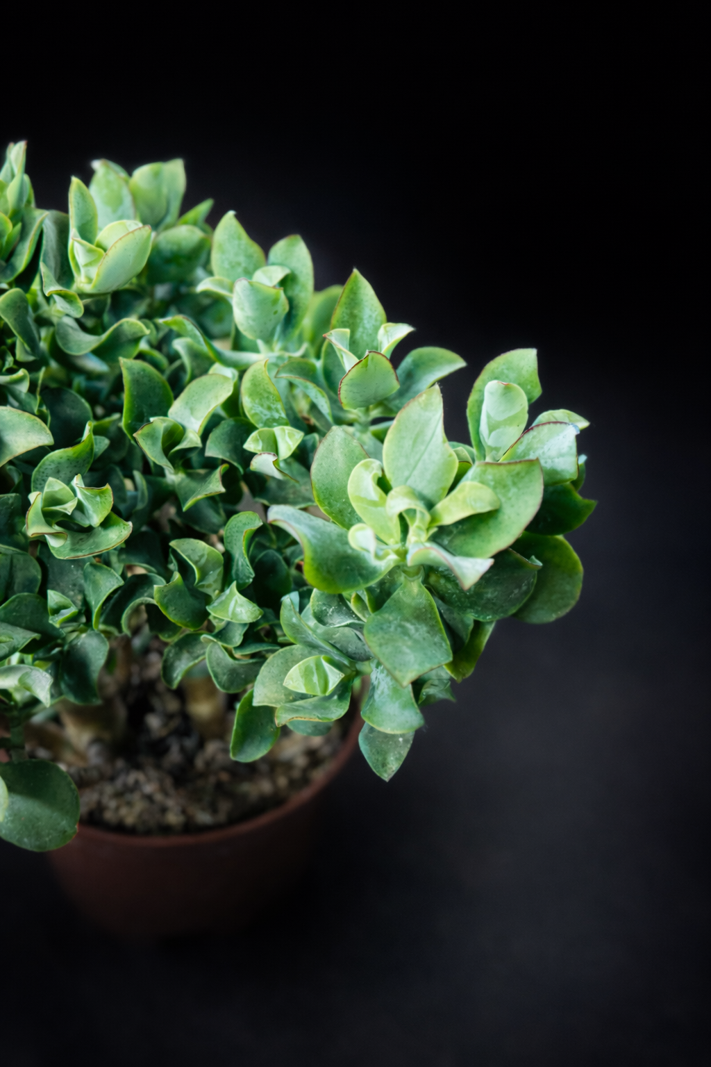 Crassula Arbrescens Undulatiefolia