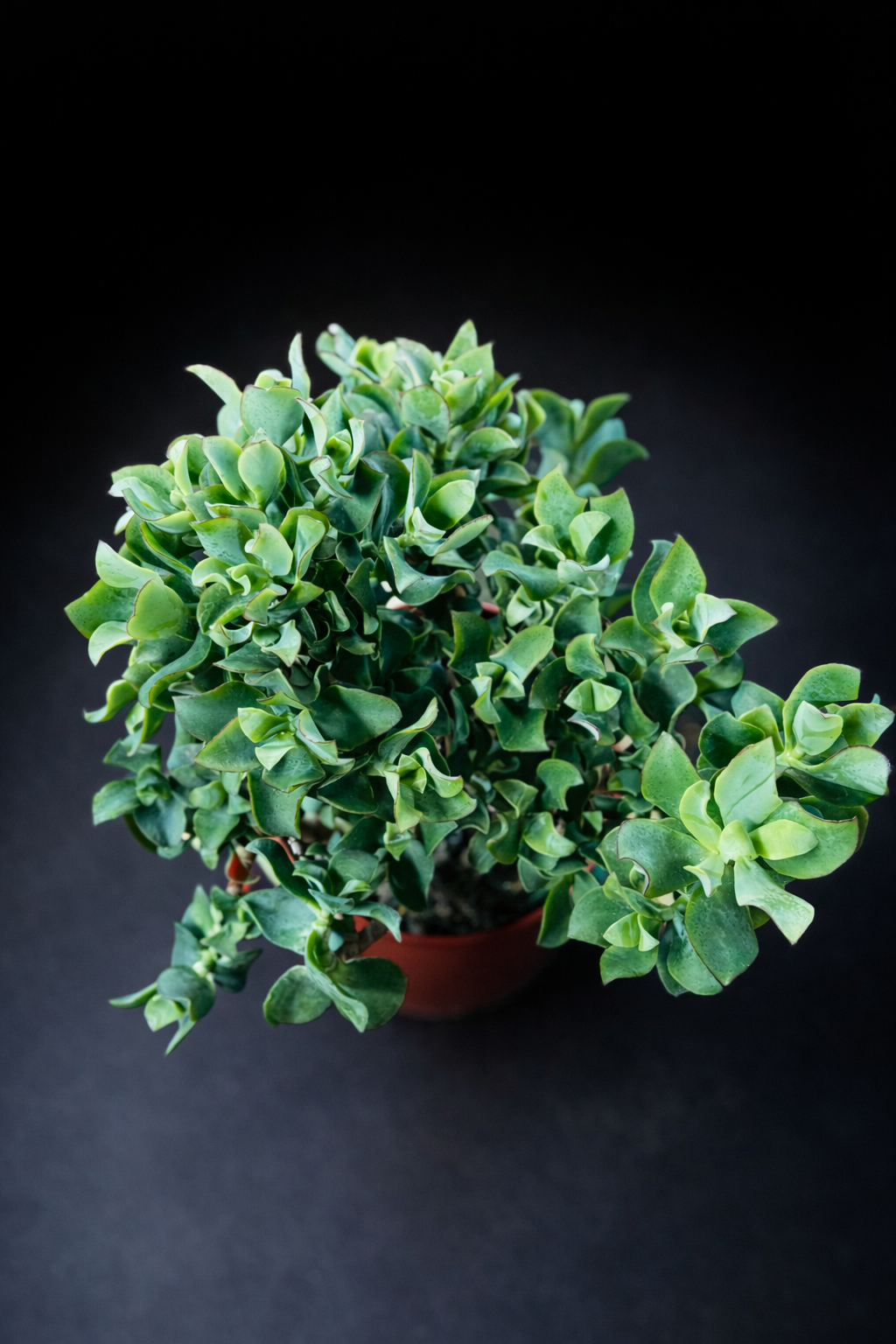 Crassula Arbrescens Undulatiefolia